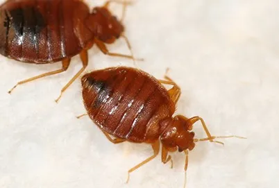 Bedbugs