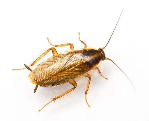 Cockroaches