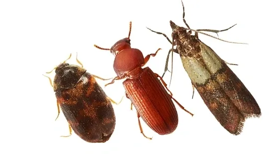 All other insects and SPI'S (stored product insects)