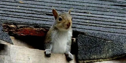Squrriels