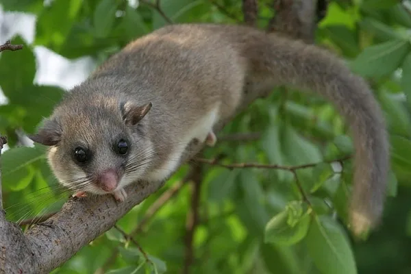 Glis Glis