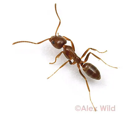 Ants