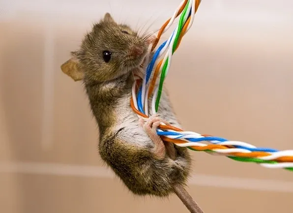 Mice