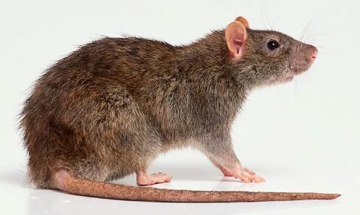 Rats
