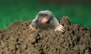 Moles