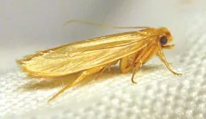 Common Clothes Moth