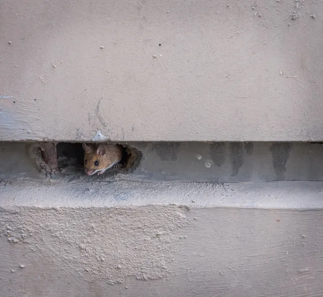 Mice Proofing
