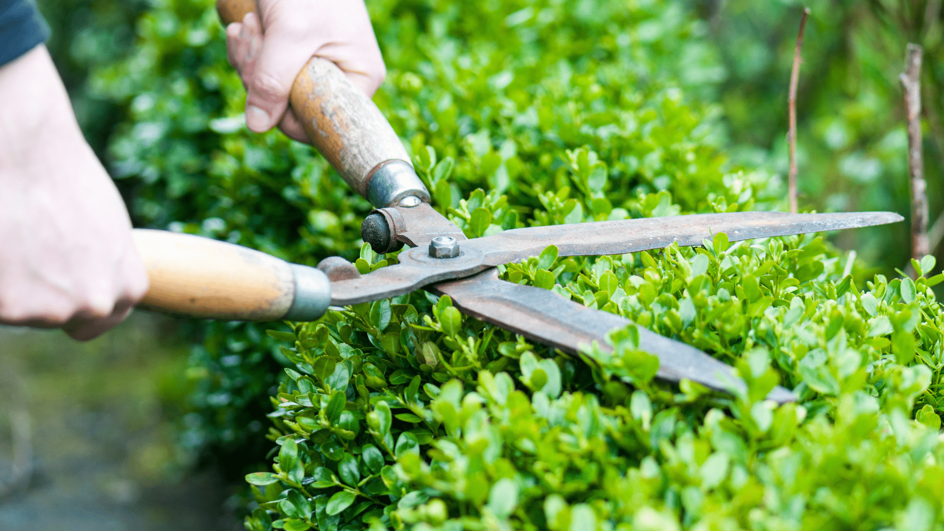 Hedge Trimming