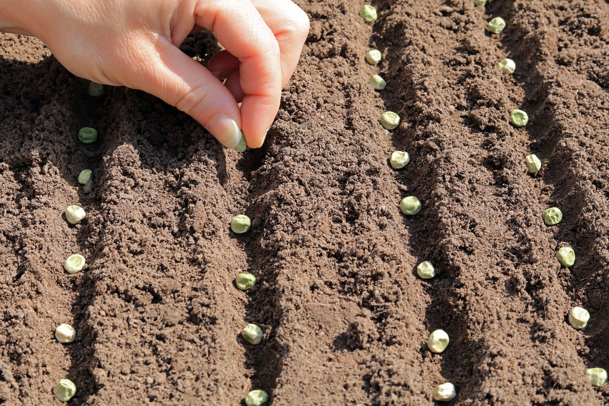 Seeding