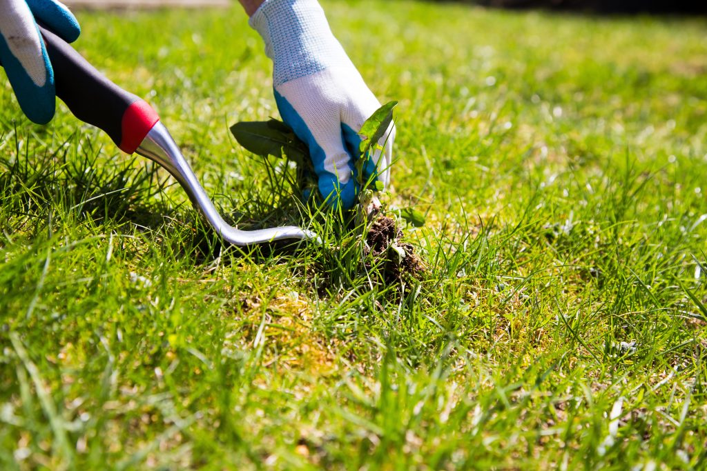 Weed Removal