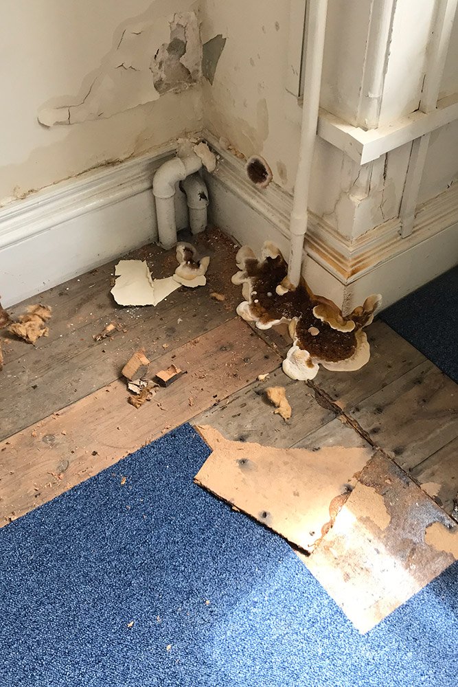 Dry Rot Treatment 