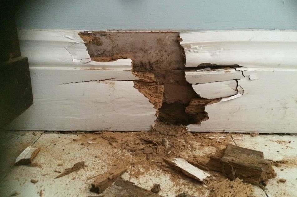 Wet Rot Treatment 