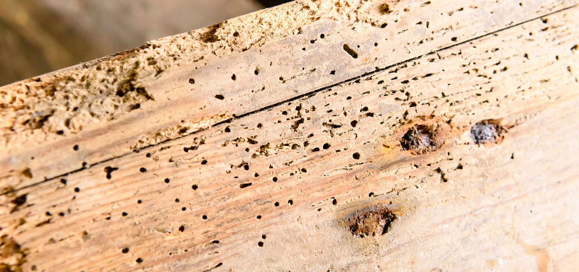 Wood Worm Treatment 