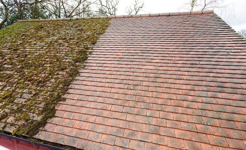 Moss Cleaning