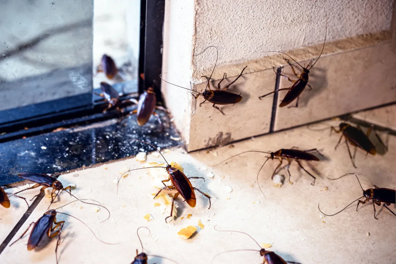 COCKROACH REMOVAL