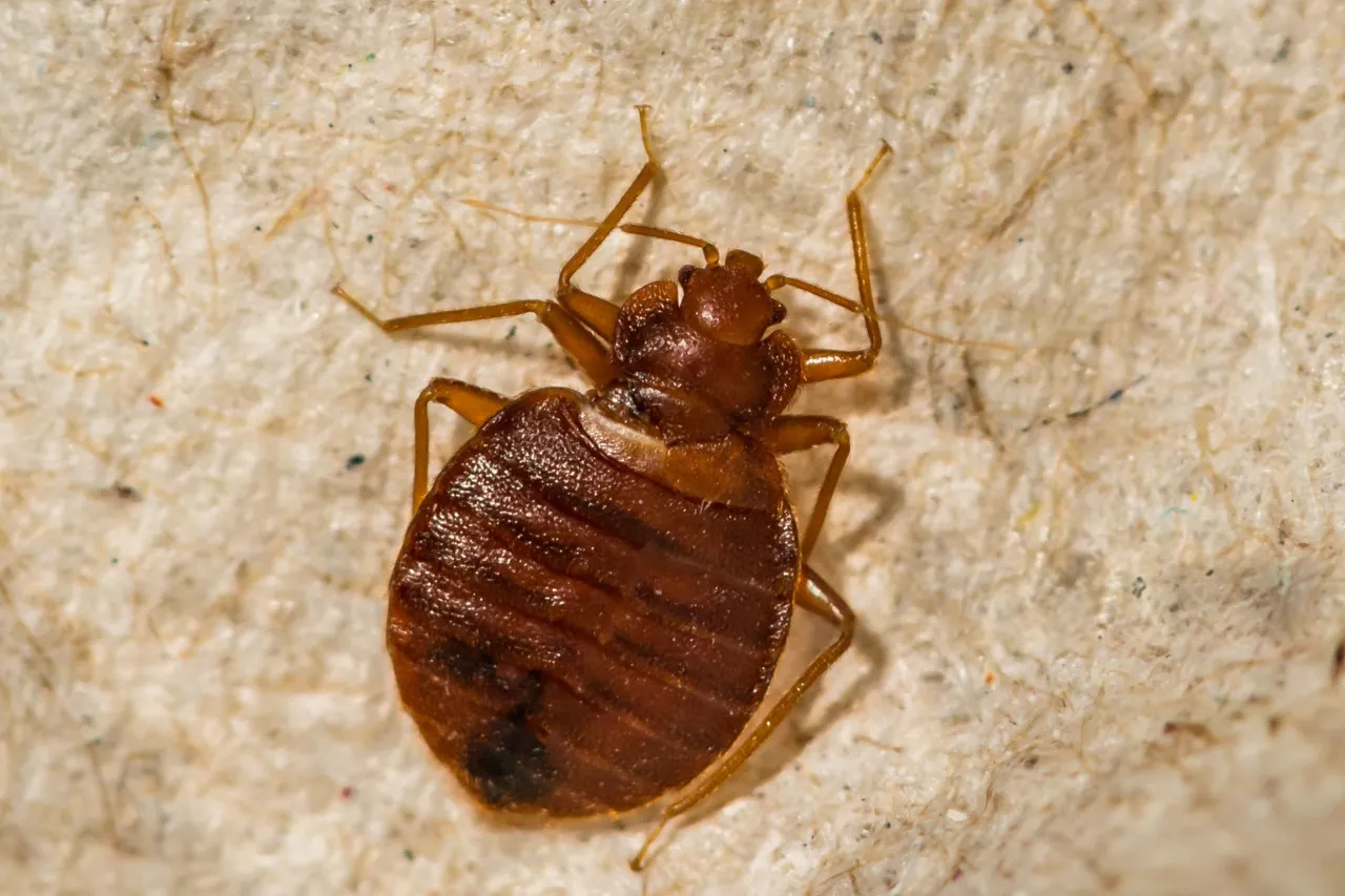 BED BUGS TREATMENT