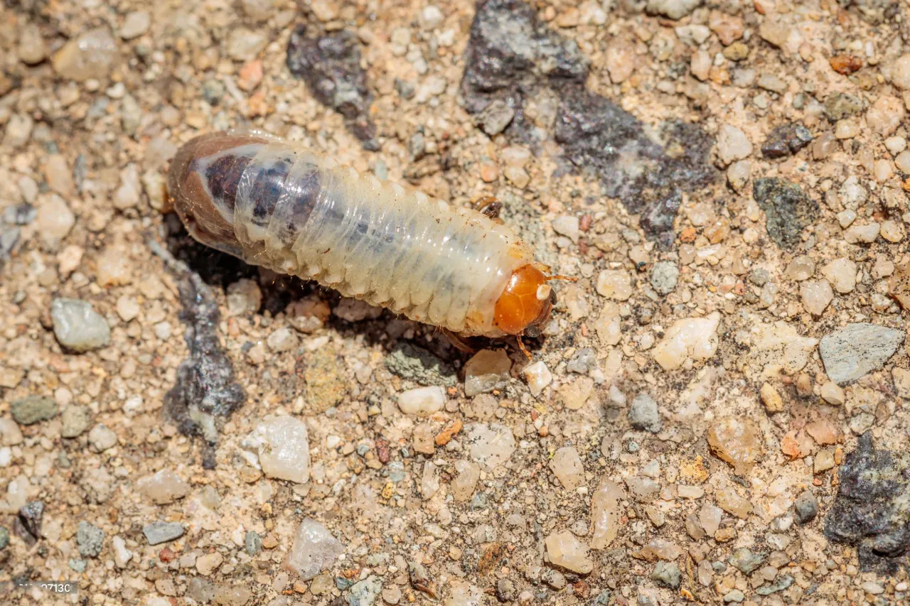 SILVERFISH CONTROL