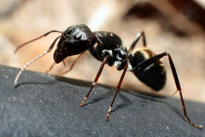BLACK ANT CONTROL