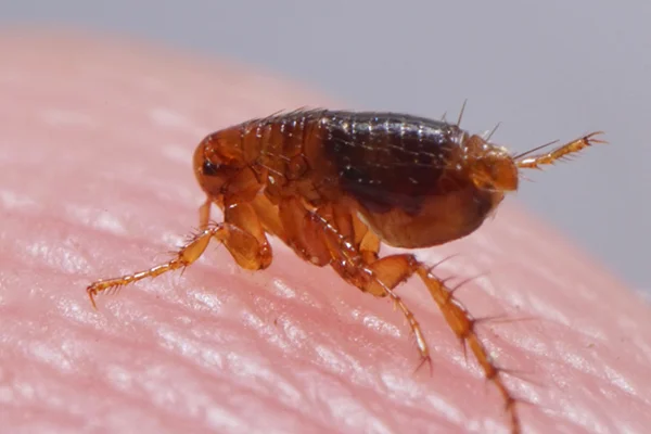 FLEA CONTROL