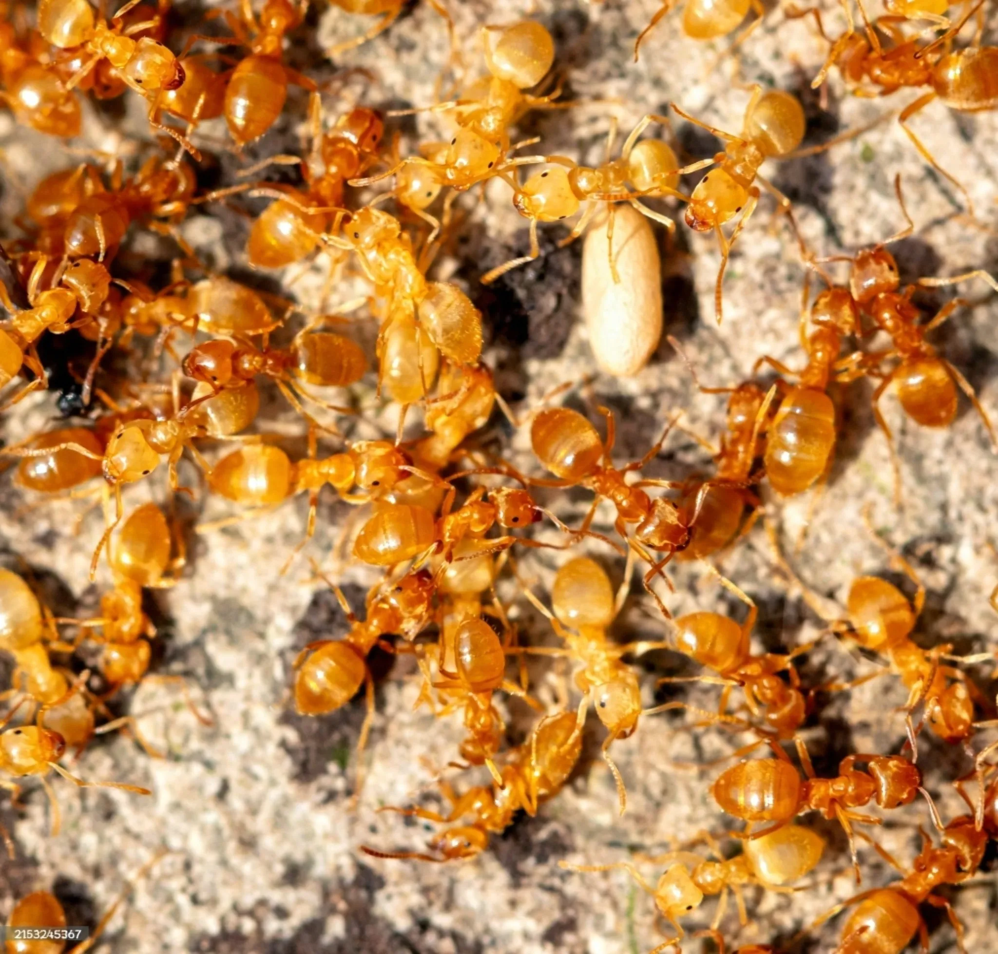 PHARAOH ANT CONTROL