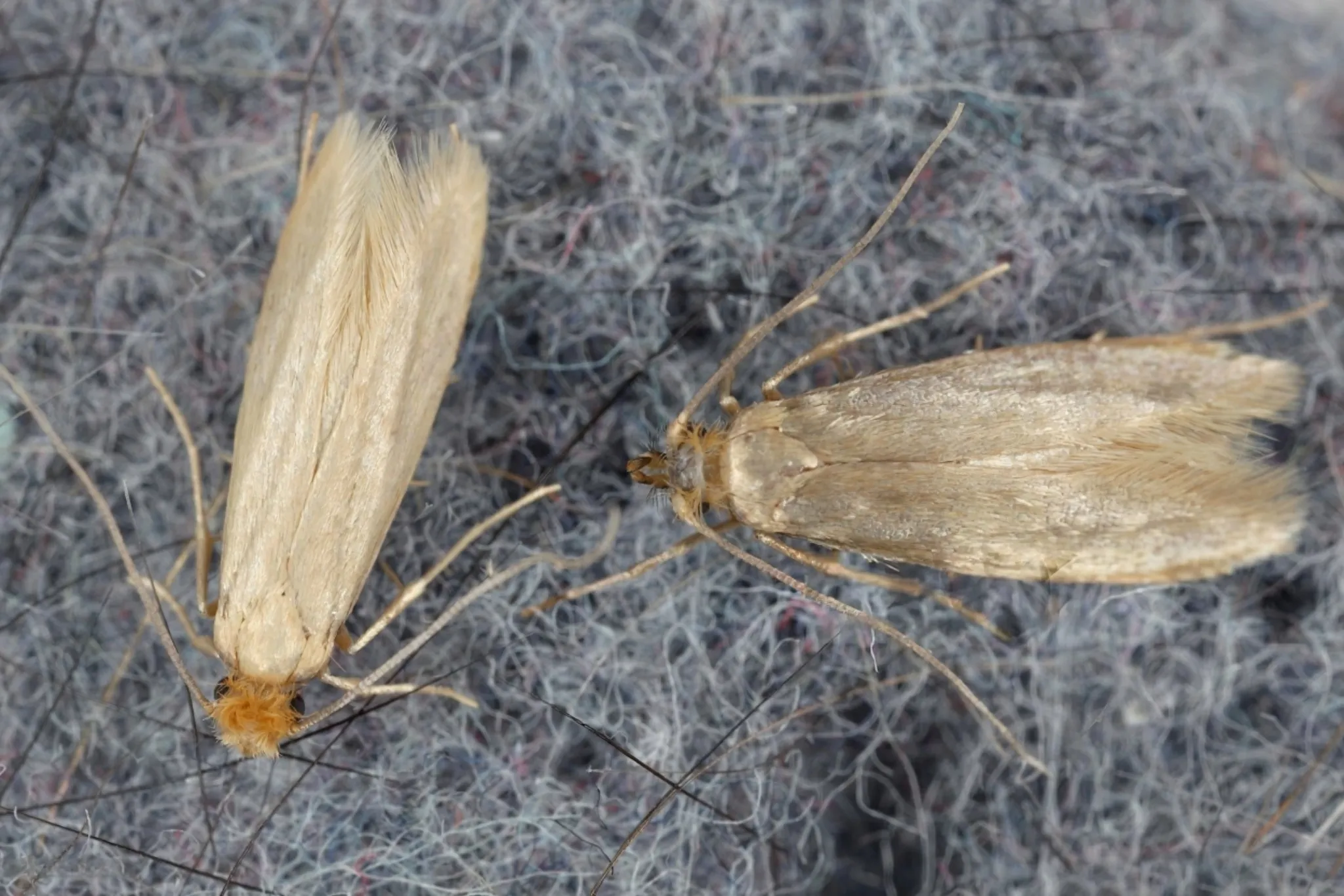MOTH CONTROL