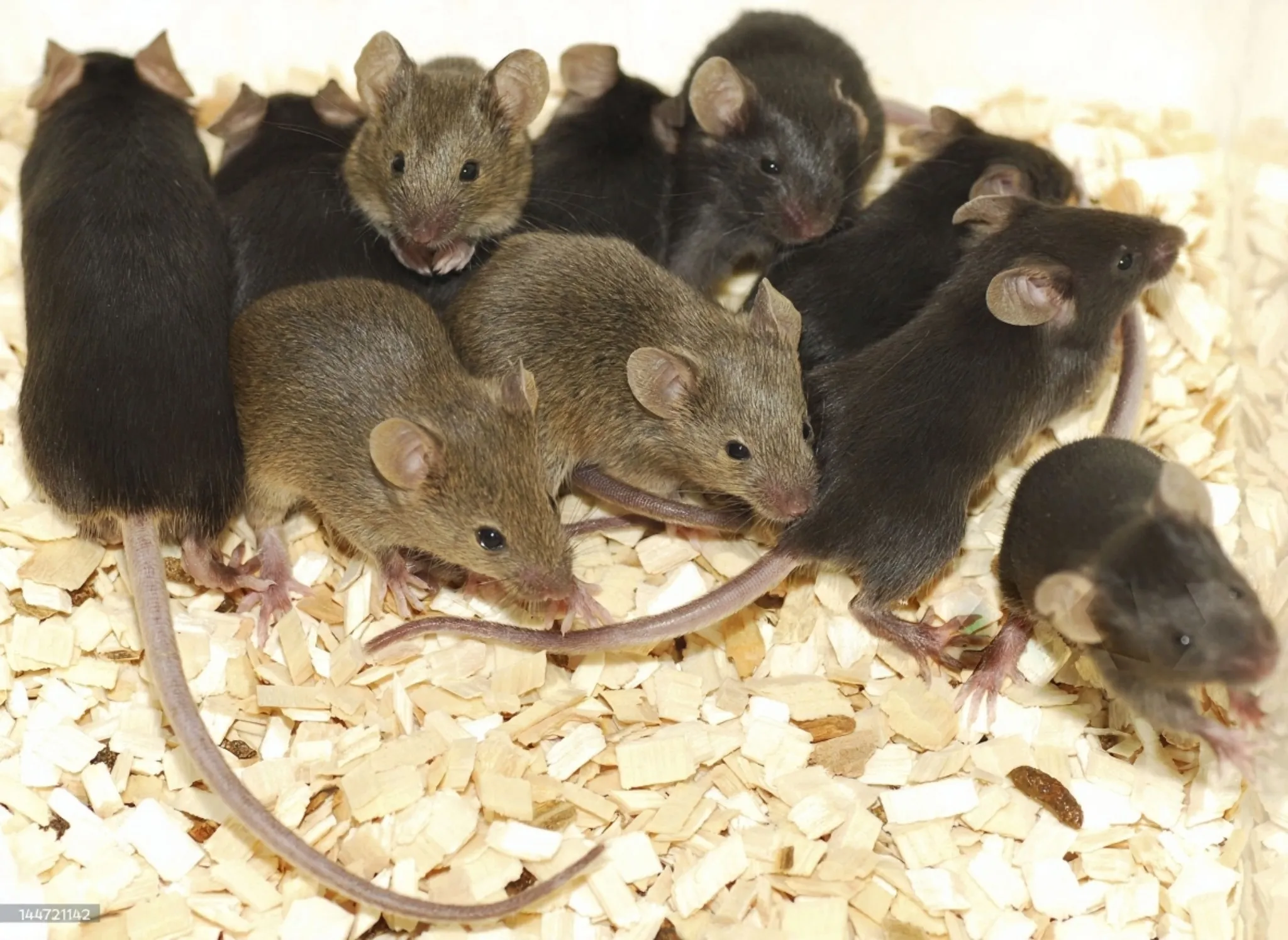 MICE CONTROL