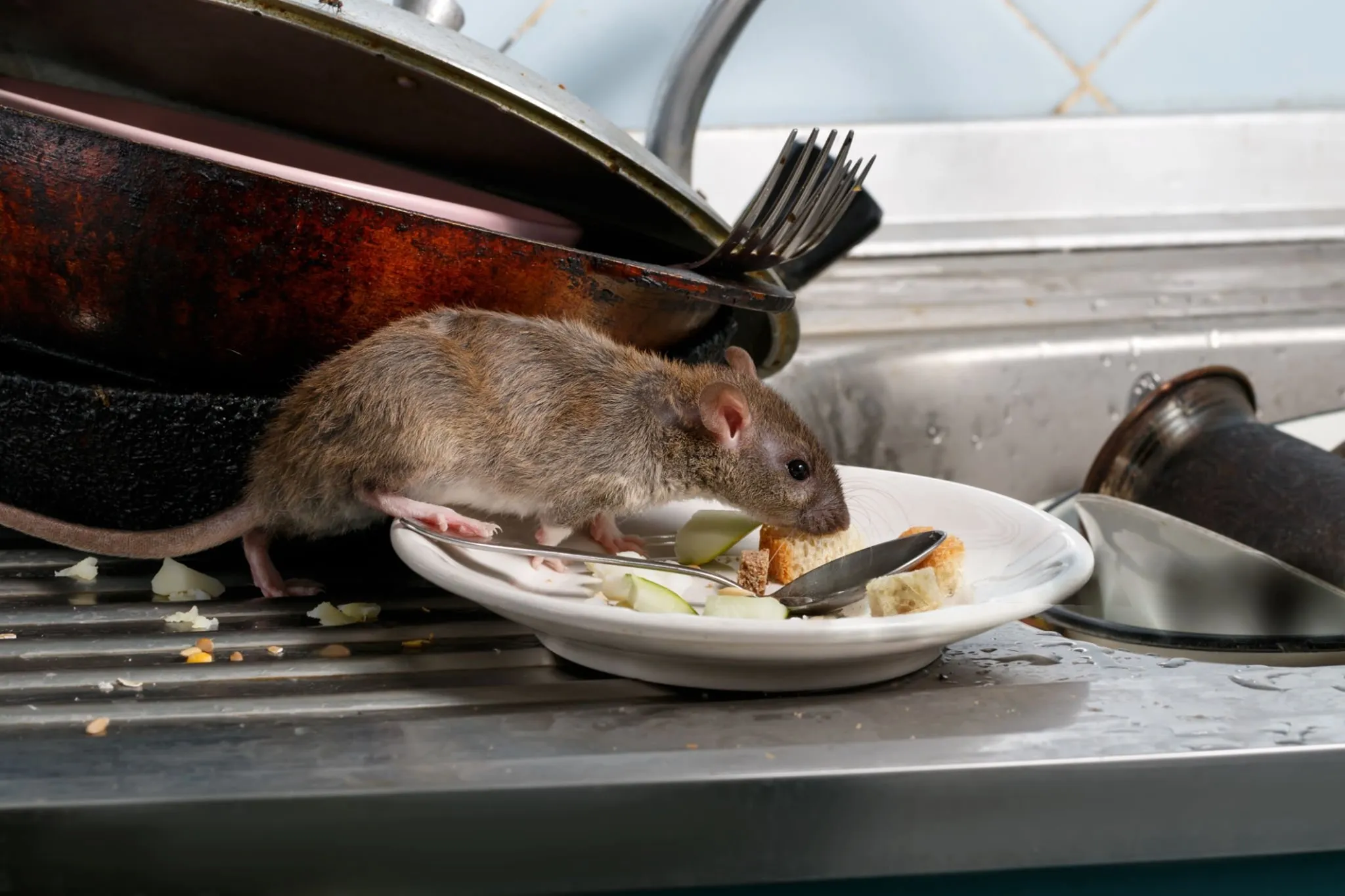 RAT CONTROL
